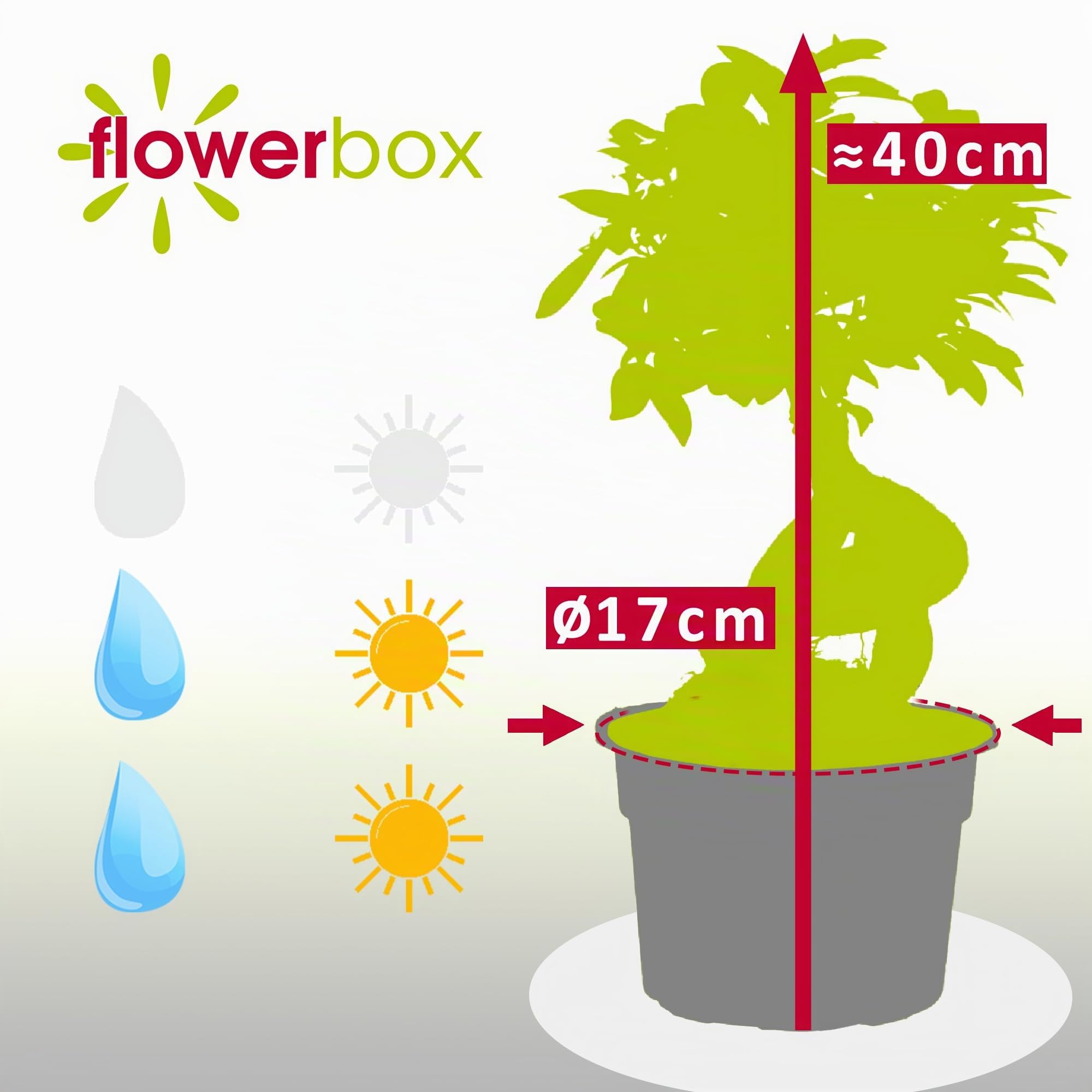 figue chinoise - Plante d'intérieur facile d'entretien - Ficus Ginseng - Hauteur : environ 40 cm - Diamètre du pot : 17 cm