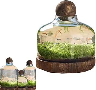 Fischbecken Schalen Pflanzen Aquarium Aquaponic Glas Fischflaschen Löschen Hydrokultur Pflanzenterrarium Ökosystem (S, B)