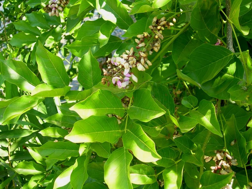 Indiana Karanja Karanj Pongam Indian beech Pongamia tree Indian Pongamia Pongamia Unn Puṅkai Millettia Pinnata Live Plant_Odiplantz