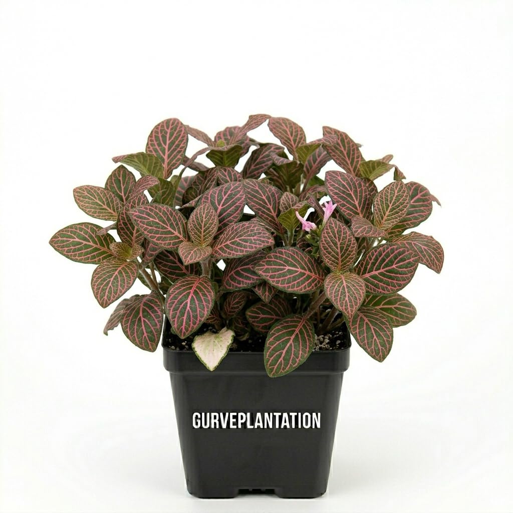 Fittonia Pink Nerve Plant Live Indoor Plant Live Indoor Plant Easy Care Houseplant for Home Office Decor – Pack of 1-image-5