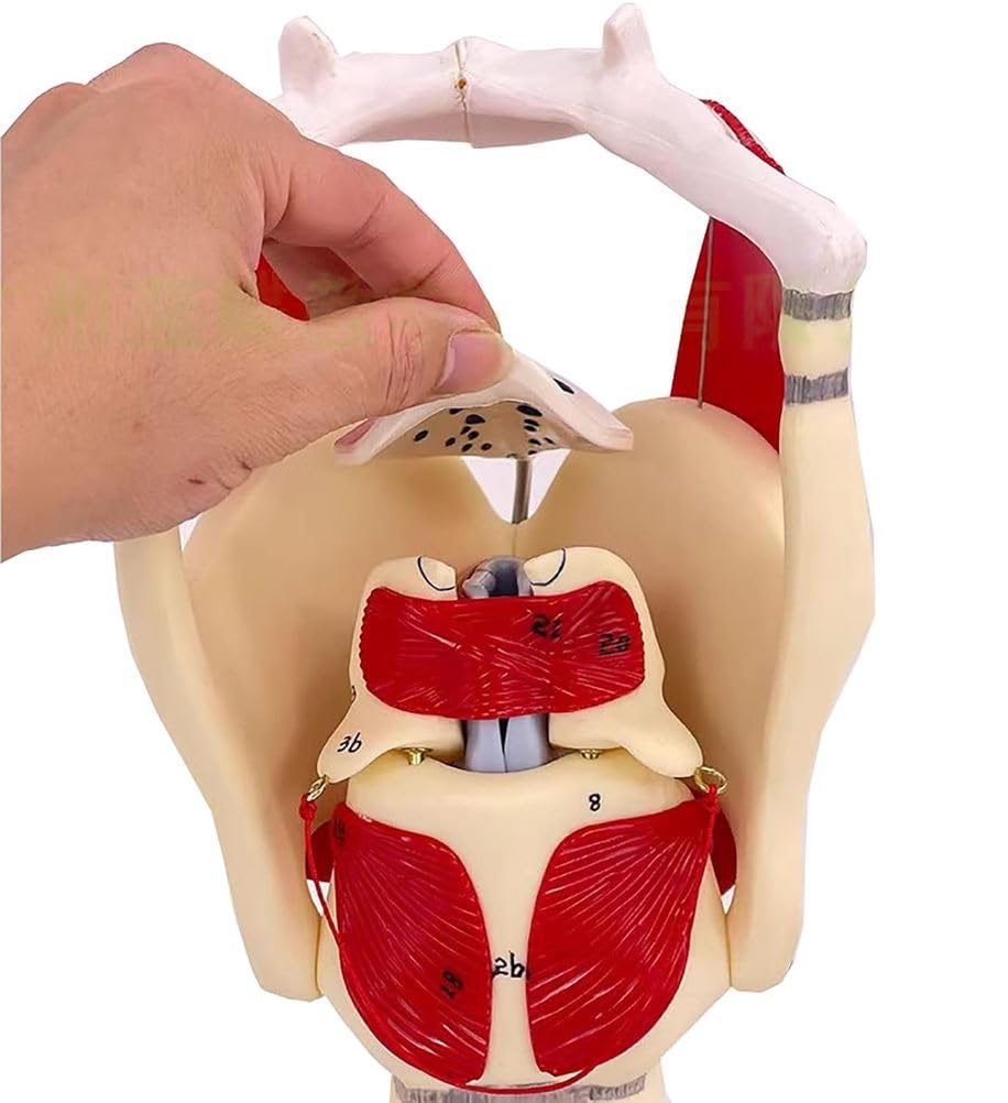 Modelo anatómico de laringe y pulmón, modelo de faringe funcional para fortalecer la estructura y función del cuello en medicina, modelo de anatomía educativa,