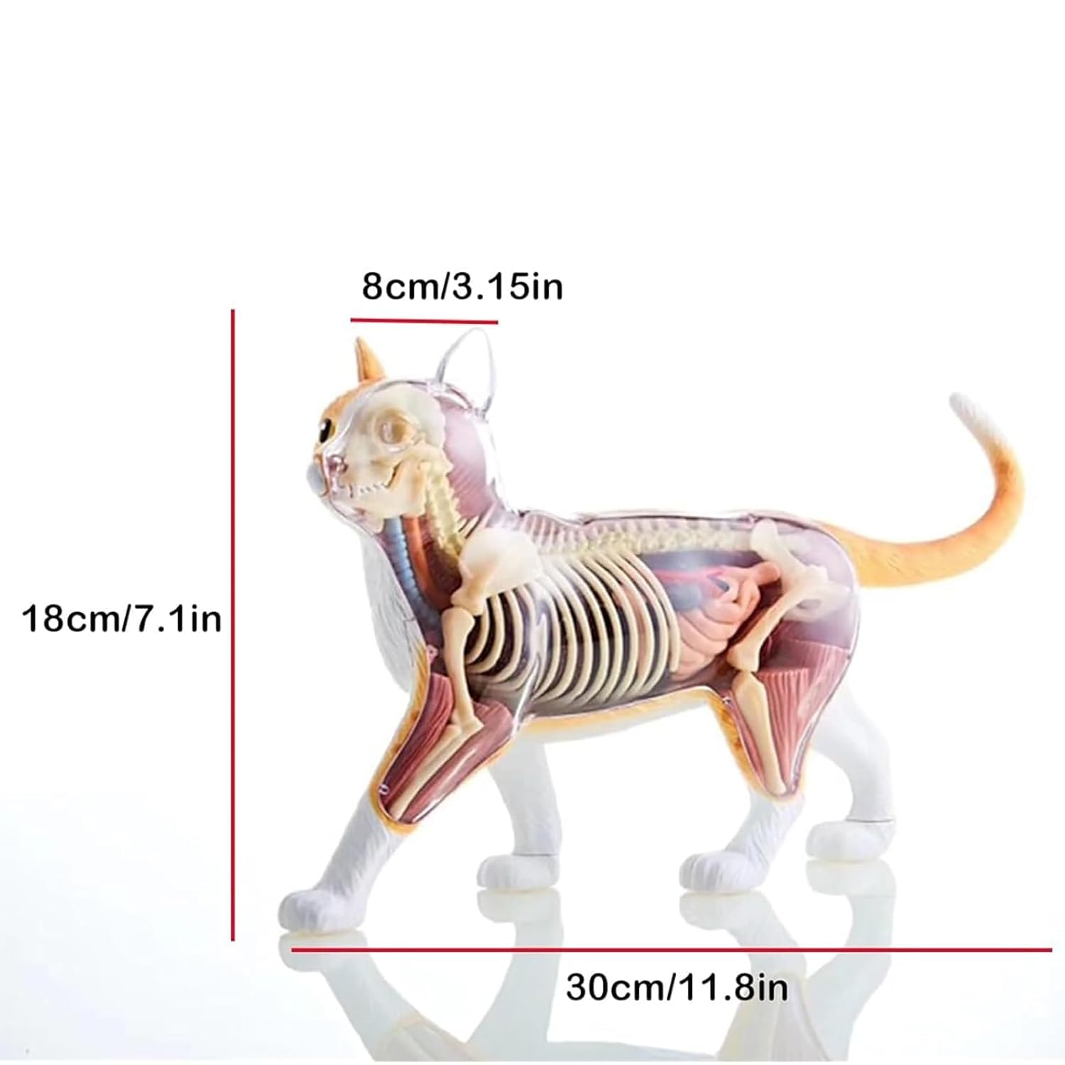 Modello Anatomico di Gatto 4D 28 Pezzi Kit di Modelli di Anatomia dello Scheletro di Gatto Arancione 4D Il Modello, Lungo 30 Cm, Contiene 28 Organi E Parti del Corpo Staccabili