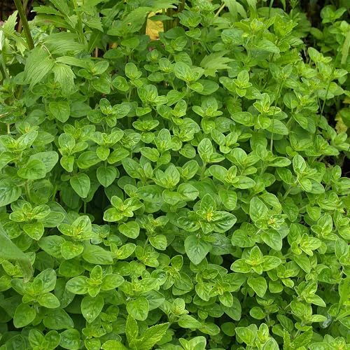 Marjoram Compact - 1 Plant - Garden Kitchen Herb for Cooking