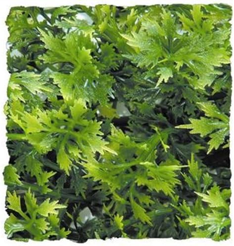 Zoo Med Laboratories SZMBU14 Natural Bushy Australian Maple, Small