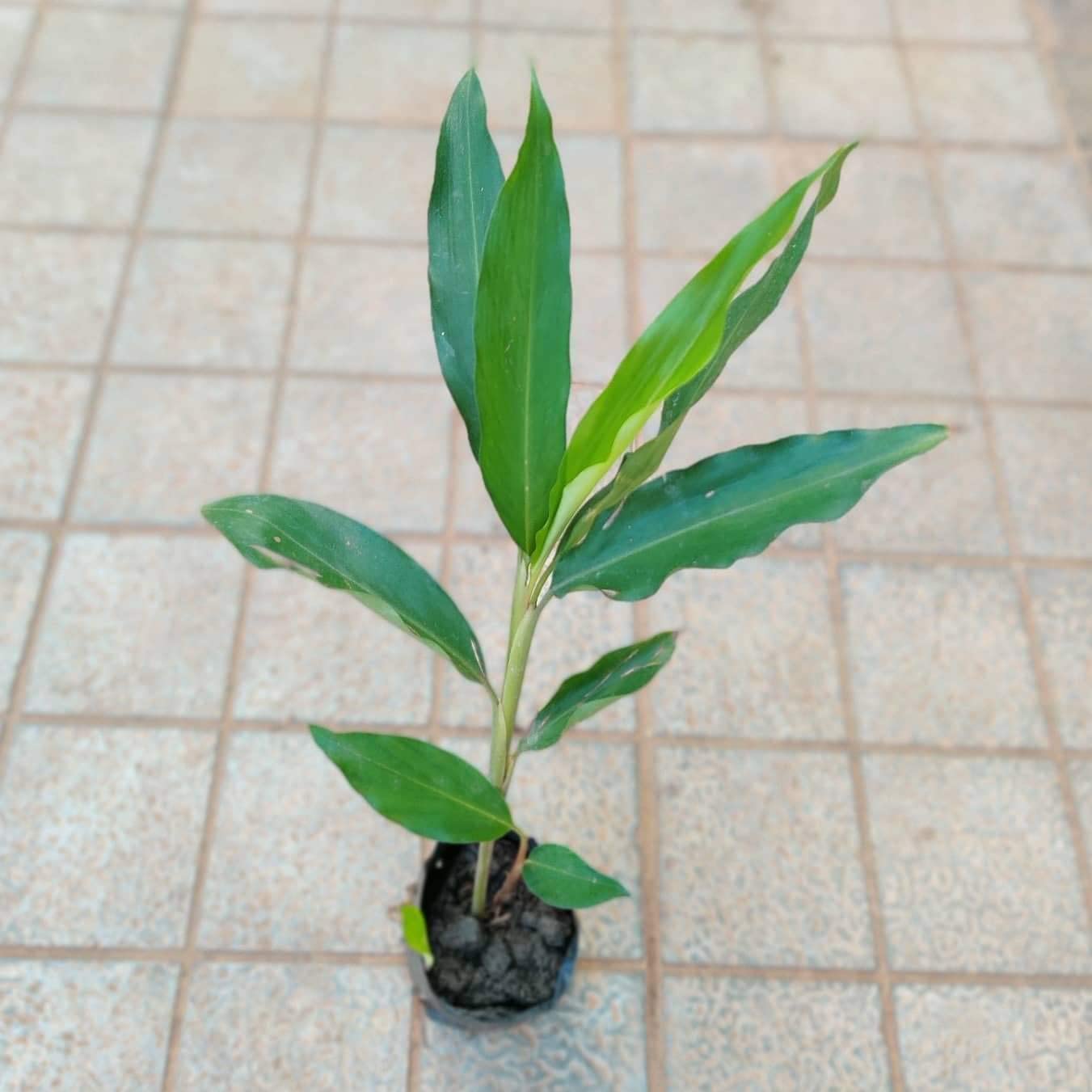 Plants Point SelpLine Cardamom/Elaichi Live Plant (B08293CFPS) Amazon Price History, Amazon Price Tracker