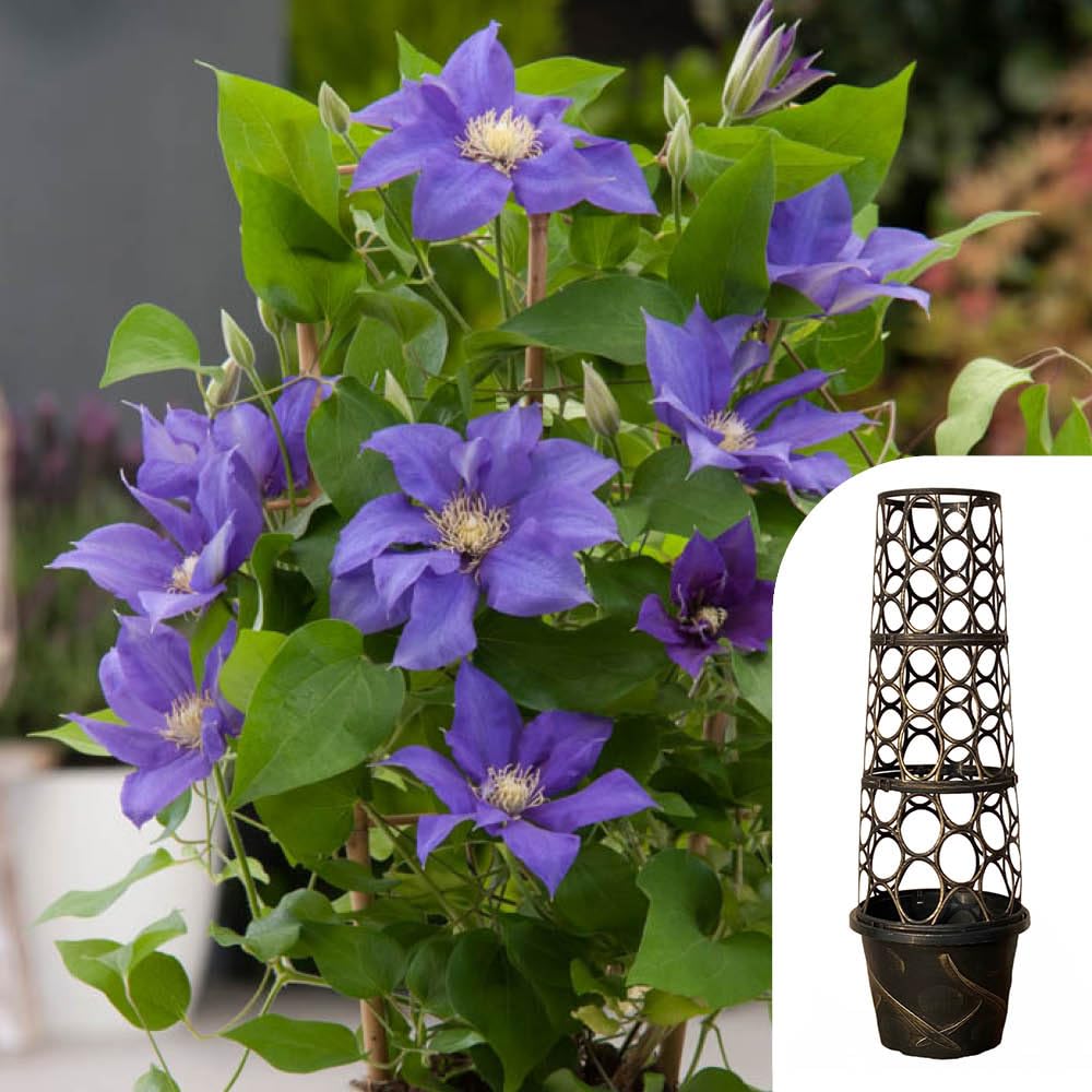 YouGarden Clematis Patio 'Olympia Boulevard' with Tower Pot Planter and Trellis, Established Plant in 10.5cm Potted Plant