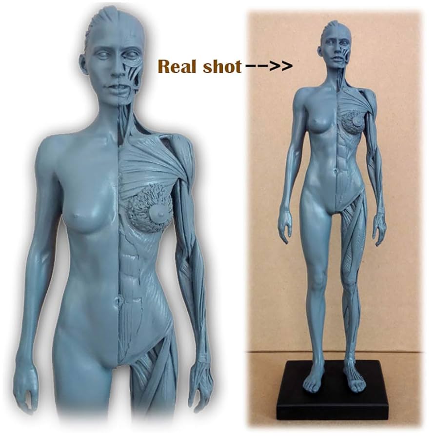 Educational Model Female Anatomy Figure - 30Cm Human