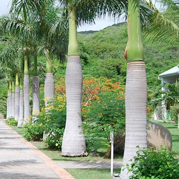 Roystonea Regia, Royal Palm Seeds for Planting-(20 Seeds)-image-0