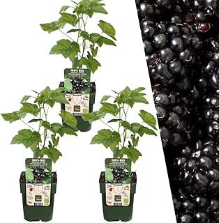 Plants by Frank | 3 Brombeeren Pflanzen | 100% Bio Obstpflanzen | Brombeeren | Gartenpflanzen | Winterharte Pflanzen Garten | Gartenpflanzen Winterhart product image
