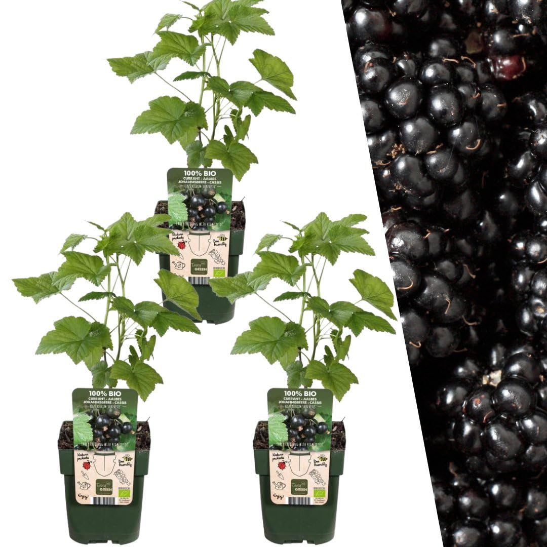 Plants by Frank | 3 piante di mora | 100% piante da frutto biologiche | More | Piante da giardino | Piante resistenti per il giardino
