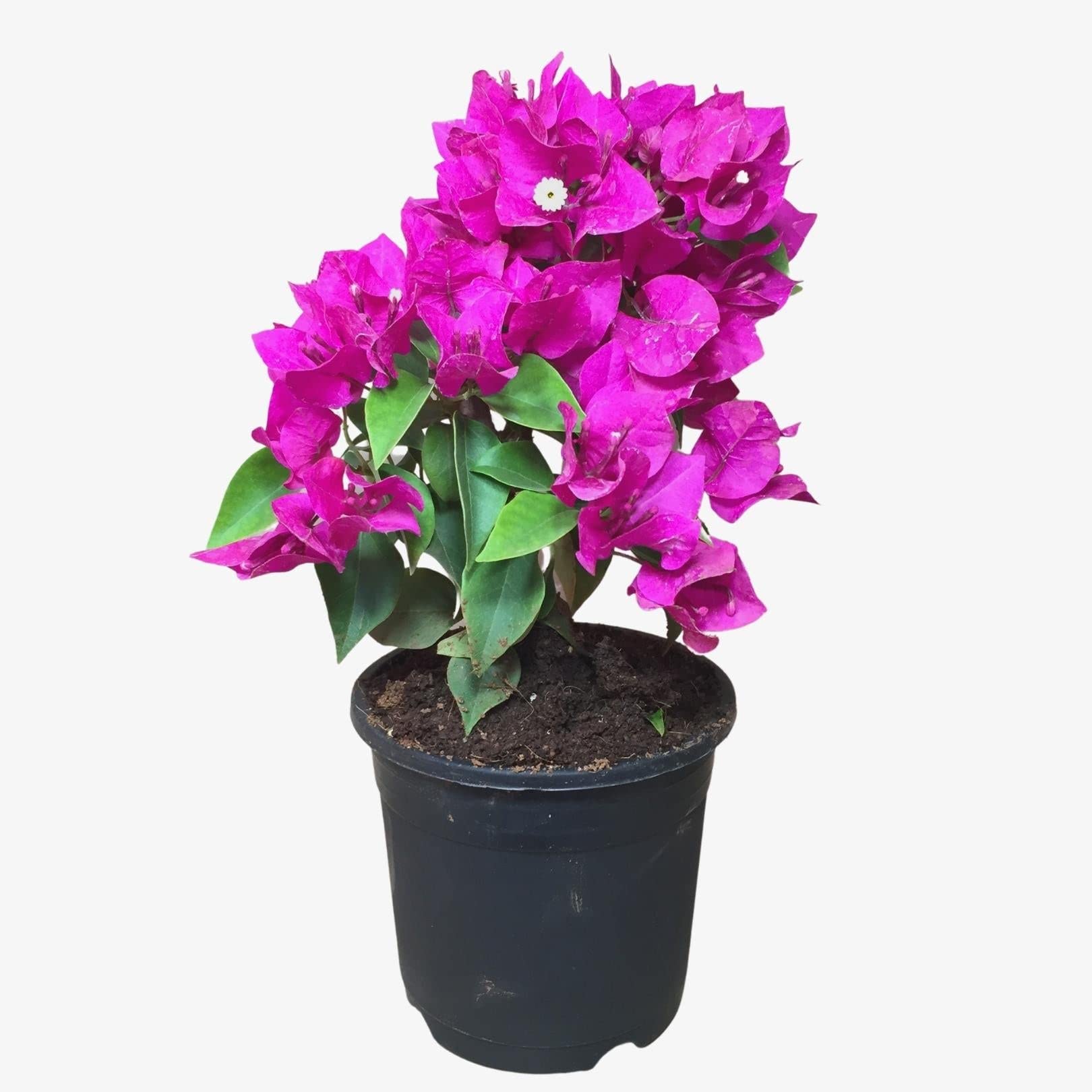 Go4plants Bougainvillea glabra lilac queen Live Flower Plant with Pot & Secure Packing (B0B2DZHN1R) Amazon Price History, Amazon Price Tracker
