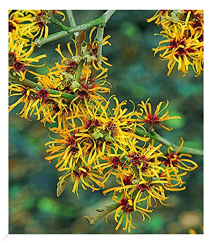 BALDUR Garten Zaubernuss, 1 Pflanze, Hamamelis mollis Pallida Winterblüher...