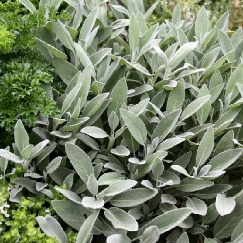 See full amazon price history chart for Sage Seeds (Organic) 50 Seeds Kitchen Garden Pack Sage Seeds (Organic) 50 Seeds Kitchen Garden Pack (B0B2FXTZZ7) Amazon Price History, Amazon Price Tracker