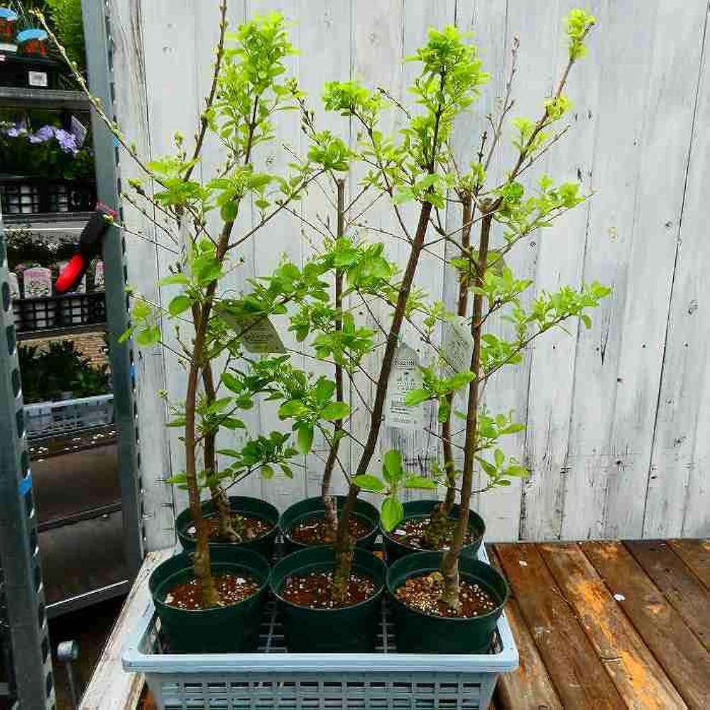 クロビイタヤ　落葉樹の苗木 緑と赤の葉　大小セット クロビイタヤ 落葉樹の苗木 緑と赤の葉 大小セット