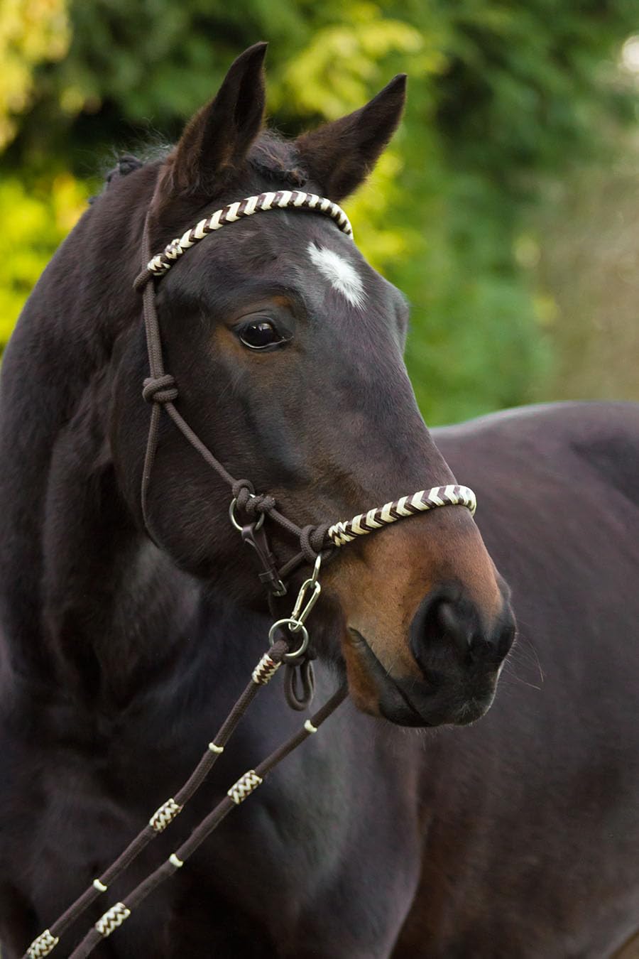 Barefoot Seneca REIT-Halfter 3‑in‑1 – Knoten-Kopfstück als Halfter, gebisslose Zäumung oder mit Gebiss erweiterbar – mit Rohhaut-Verzierung und echter Horse-Hair-Tassel – Größe COB