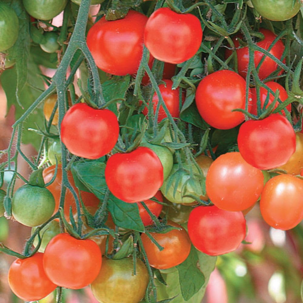 Dobies Tomato ‘Tumbling Tom Red’ Seeds – Solanum lycopersicum – 1 Packet (Approx. 25 Seeds) – Trailing Cherry Tomato for Hanging Baskets by Suttons