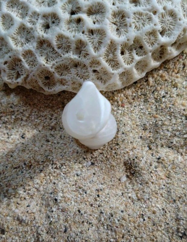 イシカブラ 天然石 ケオン 原石 パワーストーン 鉱物 標本 貝殻 ① イシカブラ 天然石 ケオン 原石 パワーストーン 鉱物 標本 貝殻 ①