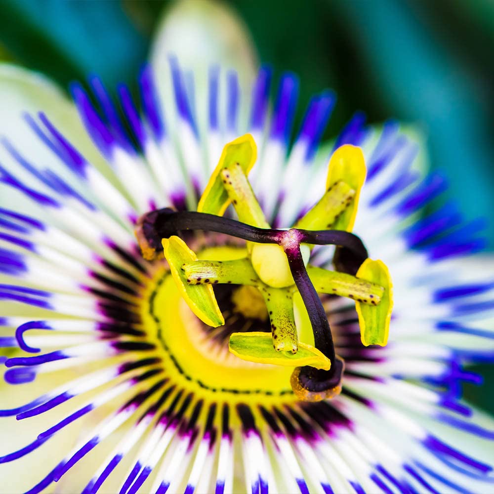 YouGarden Passiflora Caerulea Plant Pot - 2L Pot, 90cm Cane, Established Plant, White & Blue Flowers, Hardy Climber