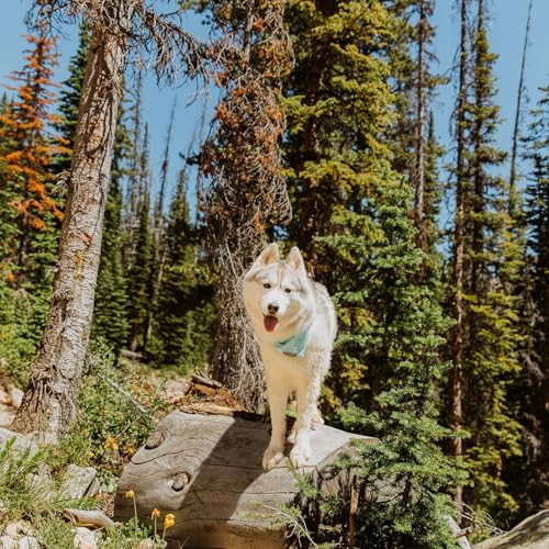 Image of Wilderdog Dog Bandana with Lightweight Quick Drying Poly-Blend Mesh Material in Agave