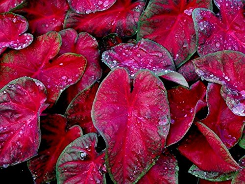 KVITER Caladium Red Flash