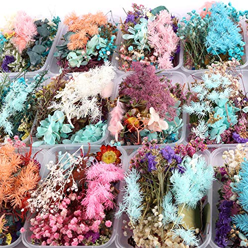 Set de 3 Flores Secas Prensadas para Manualidades miniatura 3