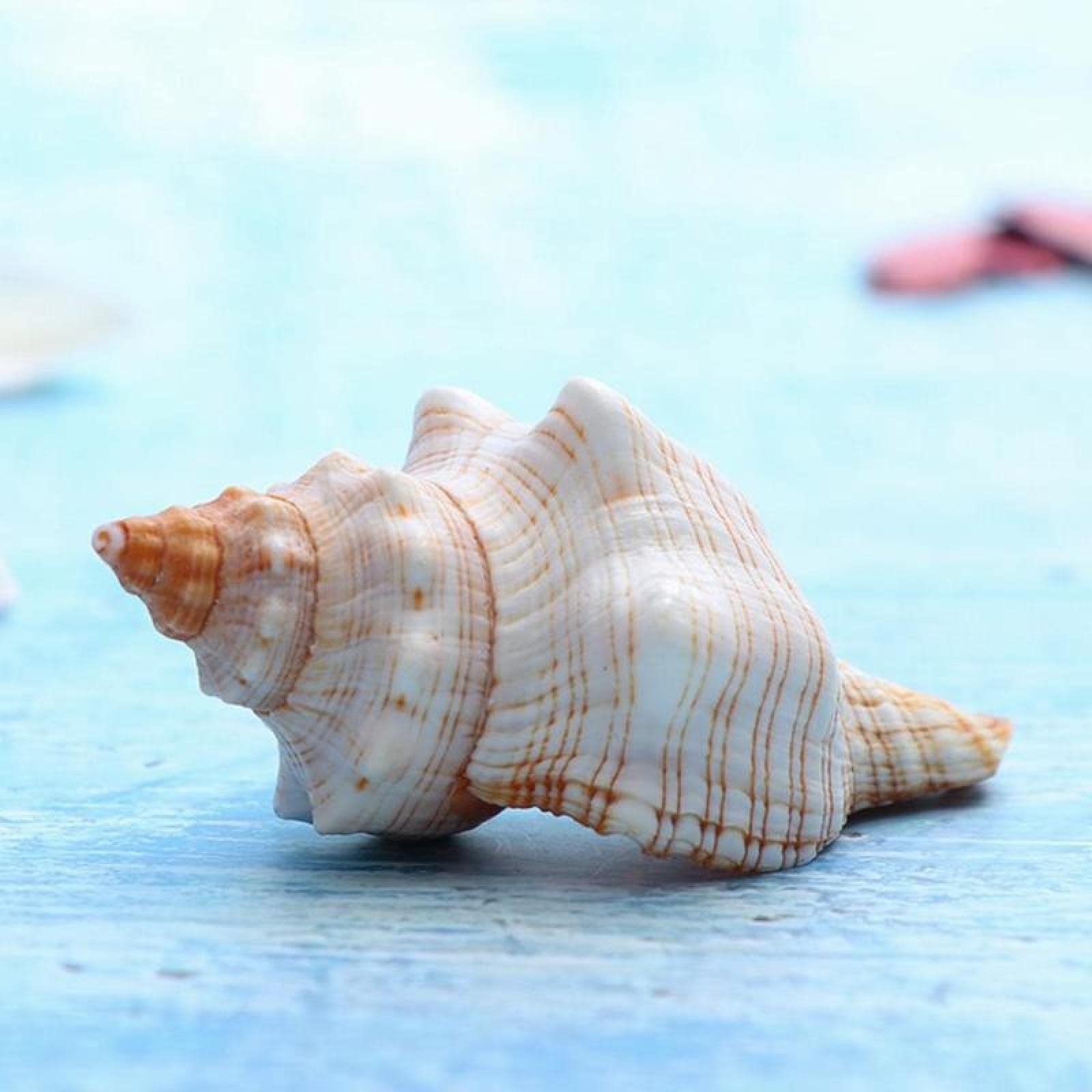 Escargot conque coquille de mer grand format marron blanc pour aquarium et salon