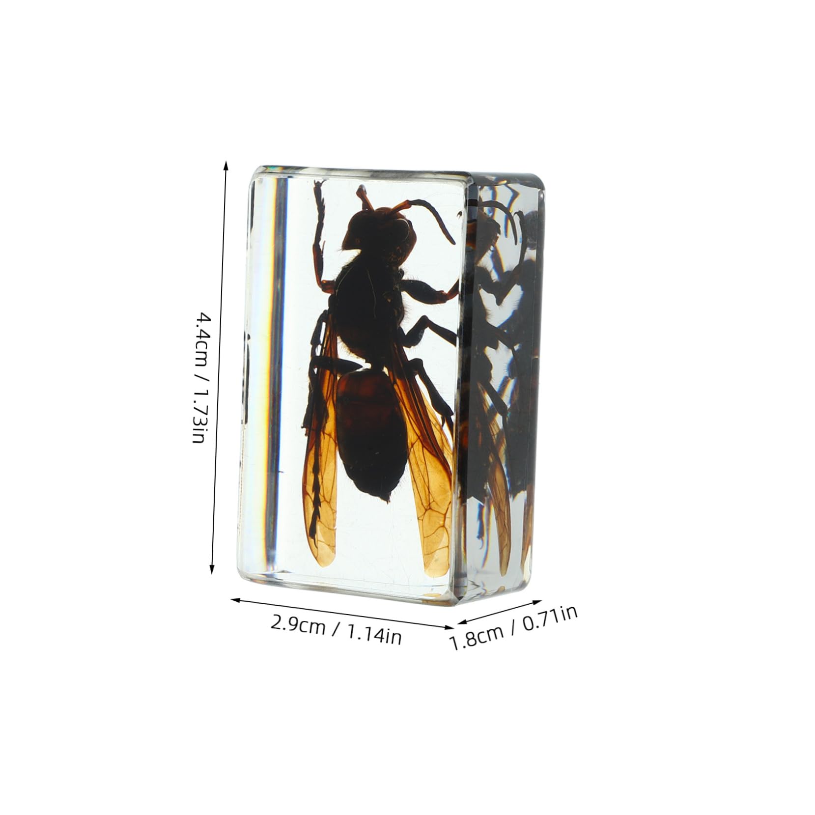 OKUMEYR 6pcs Insect Specimen Resin Insect Bugs Collection Insect in Resin Collection Insect in Resin Paperweights Resin Specimen Insect Adornment Insect Decor Preserved Insect Resin