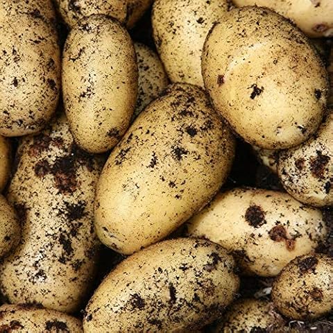 Maris Peer *Second Early* Seed Potato [Grow Your Own Vegetables] X10 Tubers Cover