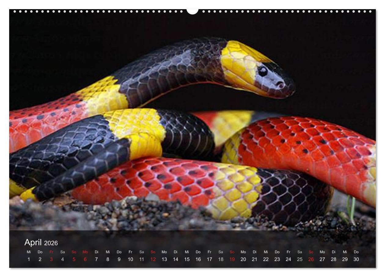 Giftschlangen (Wandkalender 2026 DIN A2 quer), CALVENDO Monatskalender: Die Familie der Vipern, Ottern und Giftnattern (CALVENDO Tiere)