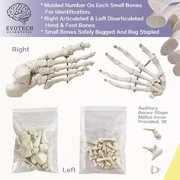 Evotech Disarticulated Human Skeleton Model For Anatomy 67 inch High, Full Size Skeleton Models with Skull, Spine, Bones, Articulated Hand & Foot, for Anatomy Medical Learning