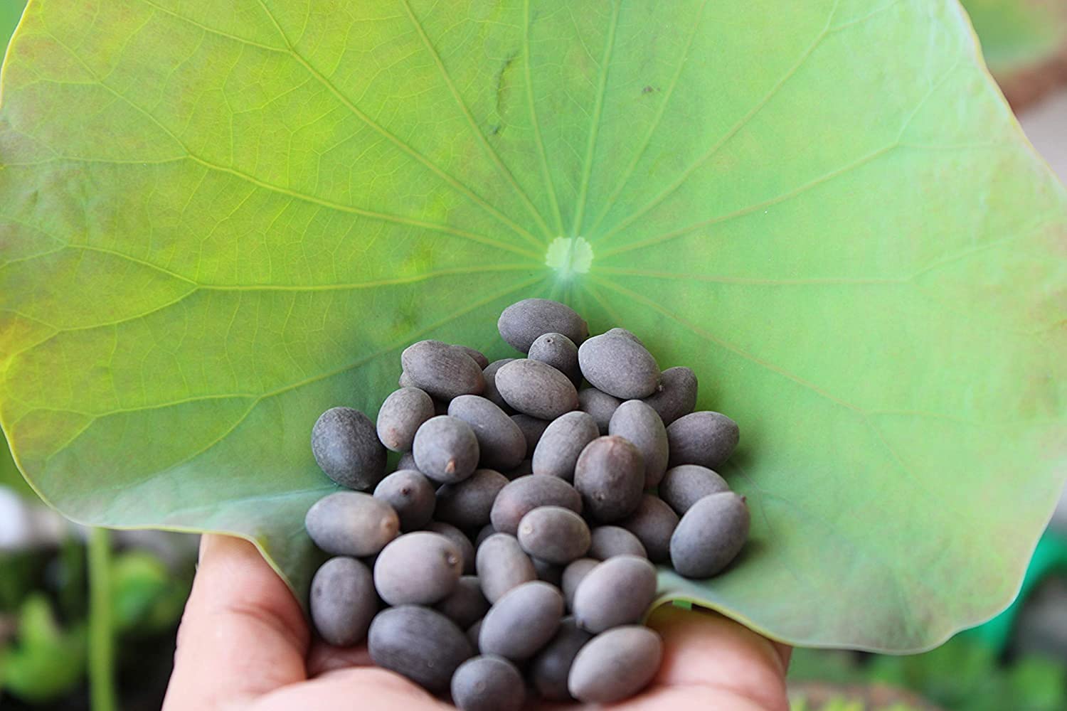 JoyProDeals Kamalgatta Seeds Lotus Seeds (Pack of 10pcs, Black) (B09B4FGVBM) Amazon Price History, Amazon Price Tracker