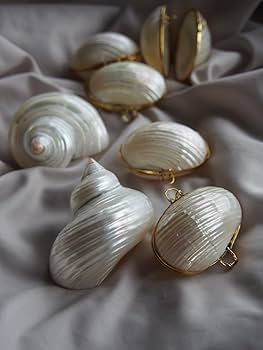 Amazon.co.jp: 【貝殻の問屋さん】貝殻の小物入れ マルサザエ