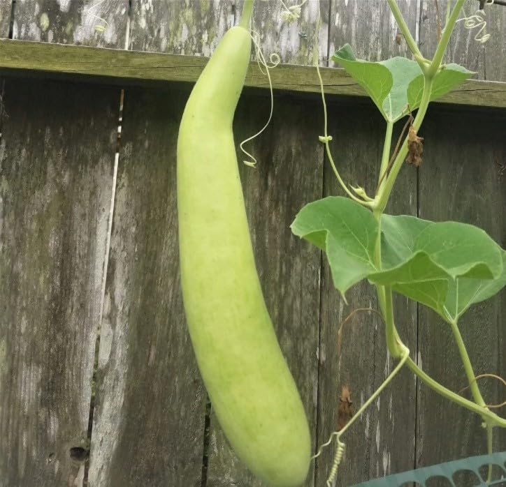Willvine Long bottle gourd-SWAT-5J-image-49