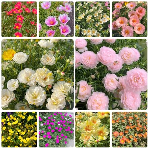 Semillas de rosa de musgo, semillas de Portulaca, Portulaca grandiflora, resistentes para balcones resistentes al exterior 2000pcs