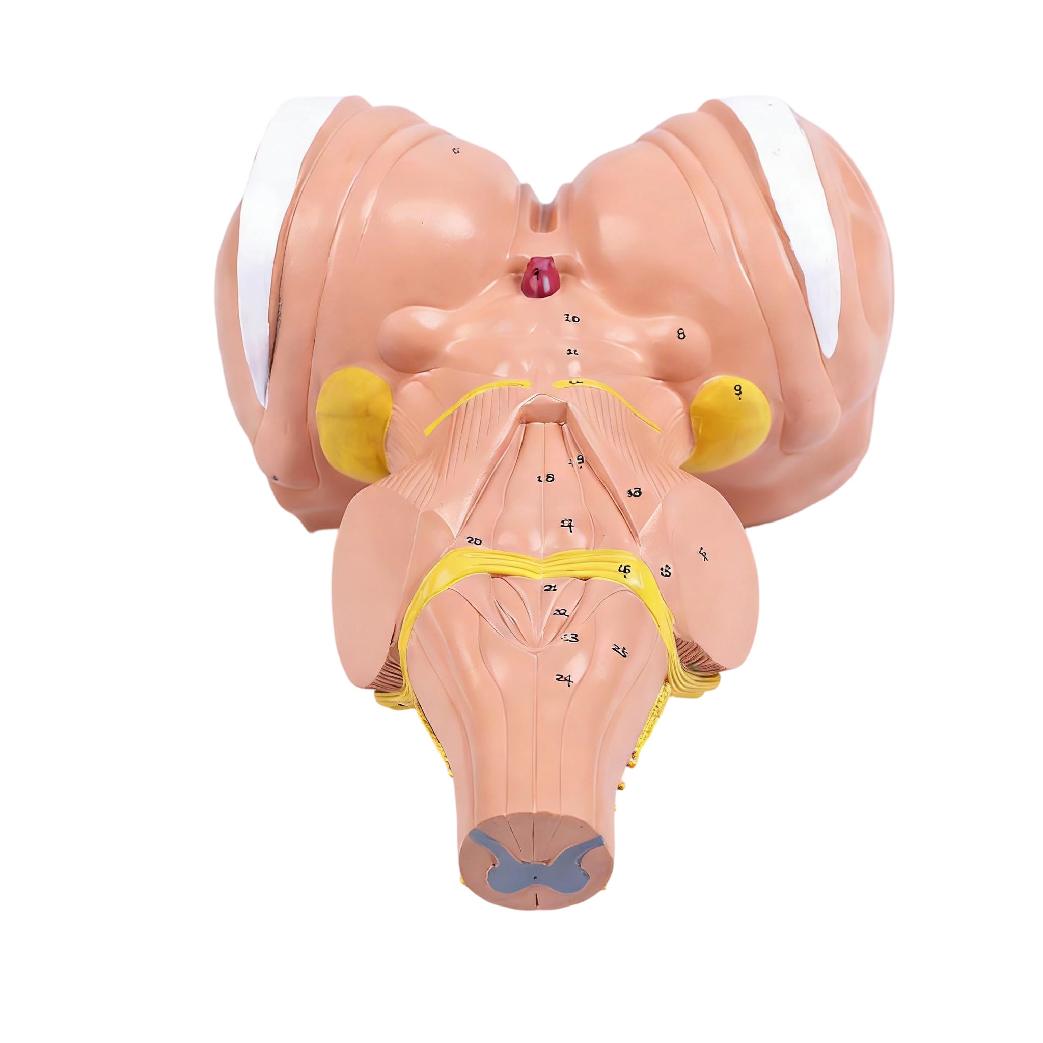 Modello anatomico del tronco cerebrale umano ingrandito 3x per programmi istruzione e formazione medica avanzati Costruzione in PVC Modello anatomico in PVC