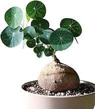Yo Green Lucky Stephania Erecta Plant (Coin Leaf) for Living Room and Outdoor - Healthy Indoor Feng Shui Plant, Low Maintenance, Air Purifying, Home Decor (Stephania Erecta Bulb)