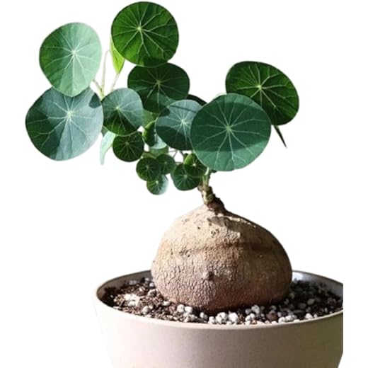 Yo Green Stephania Erecta Plant - Indoor/Outdoor