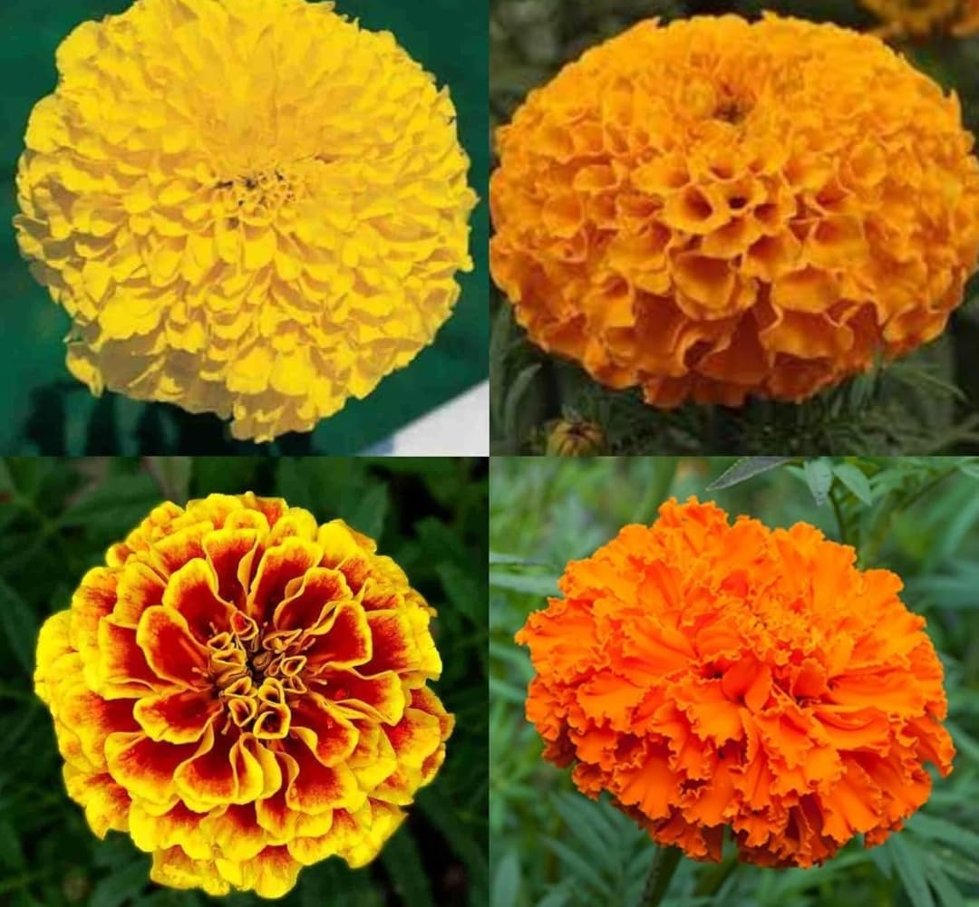 Fresh Marigold plant pack of 4, Mixed Orange and Yellow Flowers, Garden Annual Plants for Home Growing, Vibrant Double Bloom Variety