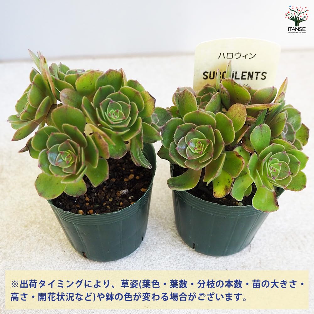 Amazon｜ITANSE 多肉植物 ハロウィン 2.5号 1個売り【品種