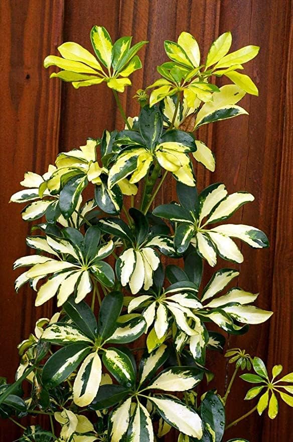 See full amazon price history chart for SEEDTREES Live Garden Live Plant Umbrella Tree, Schefflera Arboricola Trinette Plants For Schefflora (Brassaia Actinophylla) Home (1 Live Garden Plant) SEEDTREES Live Garden Live Plant Umbrella Tree, Schefflera Arboricola Trinette Plants For Schefflora (Brassaia Actinophylla) Home (1 Live Garden Plant) (B0CW61VBR4) Amazon Price History, Amazon Price Tracker