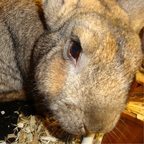 Special Operations Rabbit Please Forgive Me by Special Forces Rabbit Division on Amazon Music ...