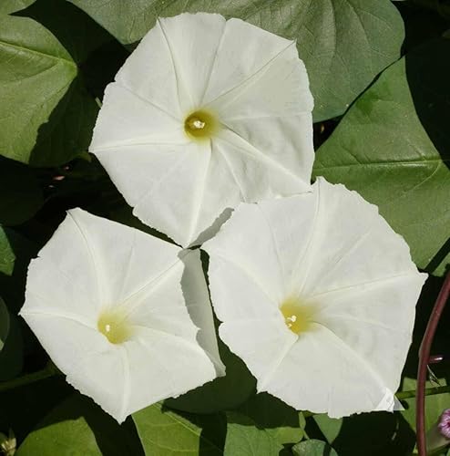 35 semillas de flor de luna blanca Morning Glory - Sin OMG - Semillas siempre frescas - Semillas de siembra para jardín doméstico