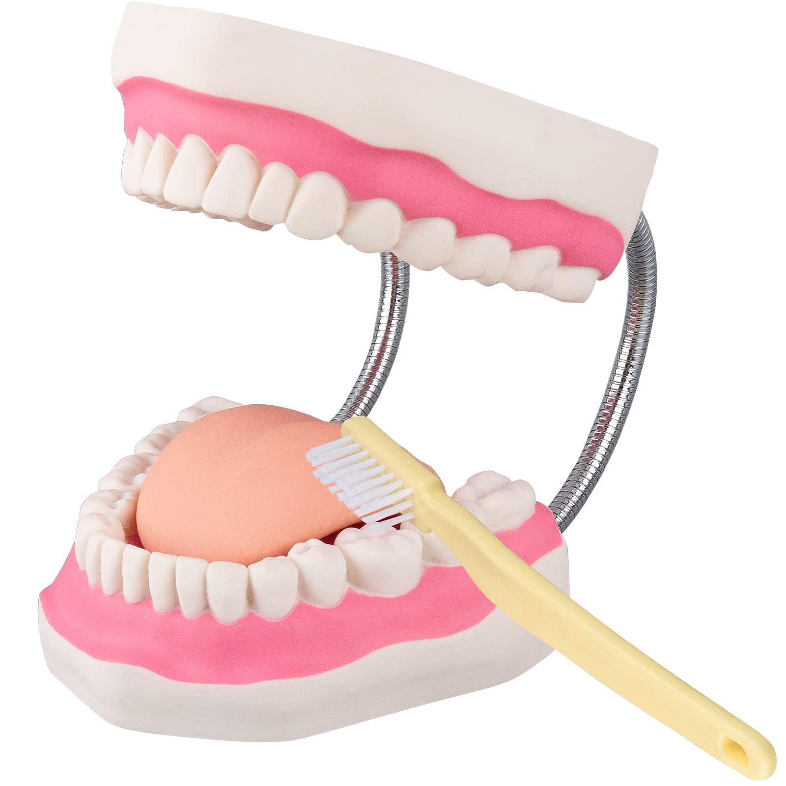 faruijie Dental Mouth Tooth Model
