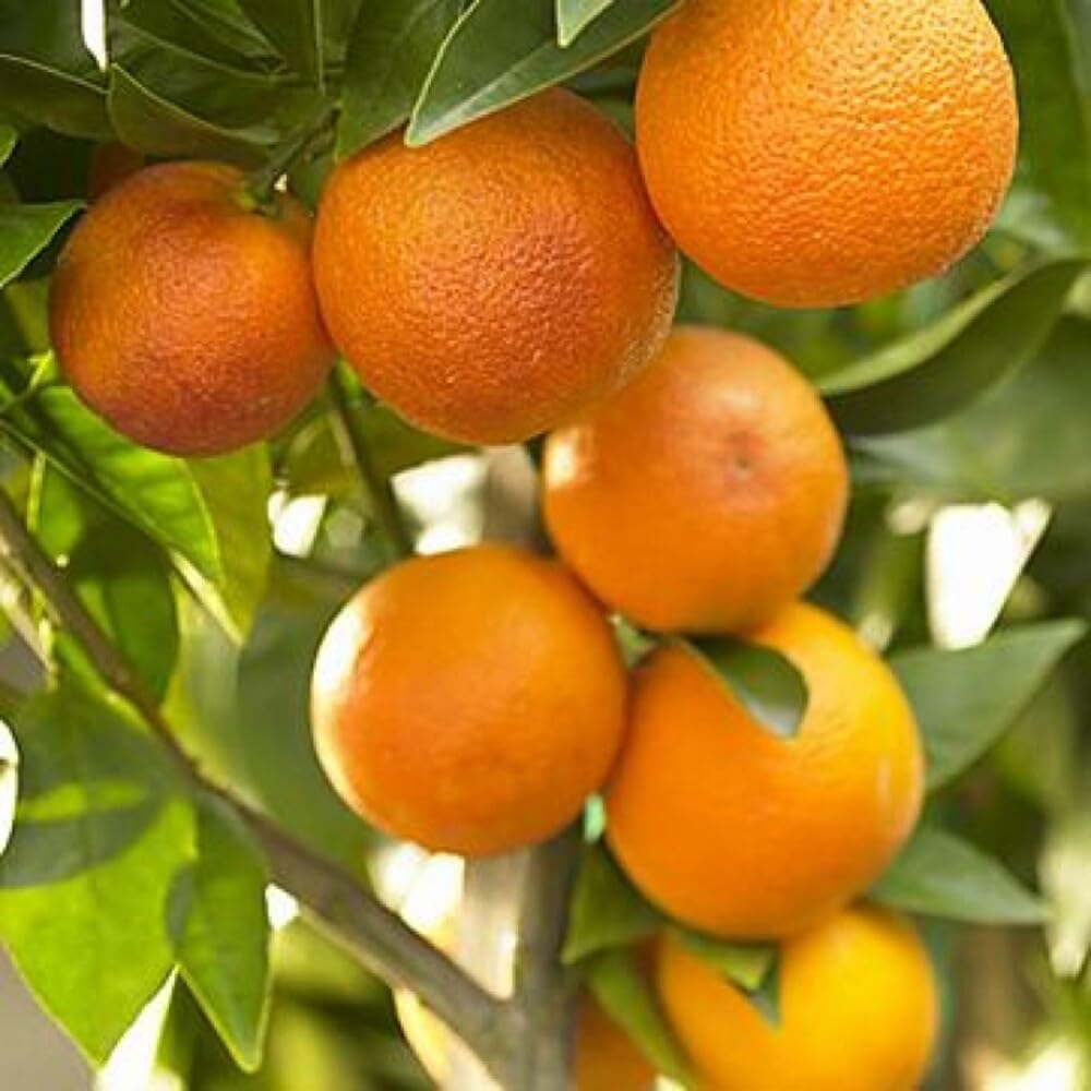 Premium Nagpur Orange Tree - All Time Variety GraftedFruit Live Plants & tree - Thriving 1-1.5 Ft Size - Pack of 1