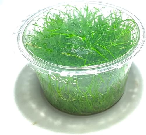 Miniatura 9 de Marcus Fish Tanks - Hierba enana Planta de acuario vivo Cultivo de tejidos Plantas acuáticas de agua dulce