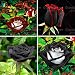 Bloom Green Co. 100 raras semillas de rosas Flor de rosa negra...