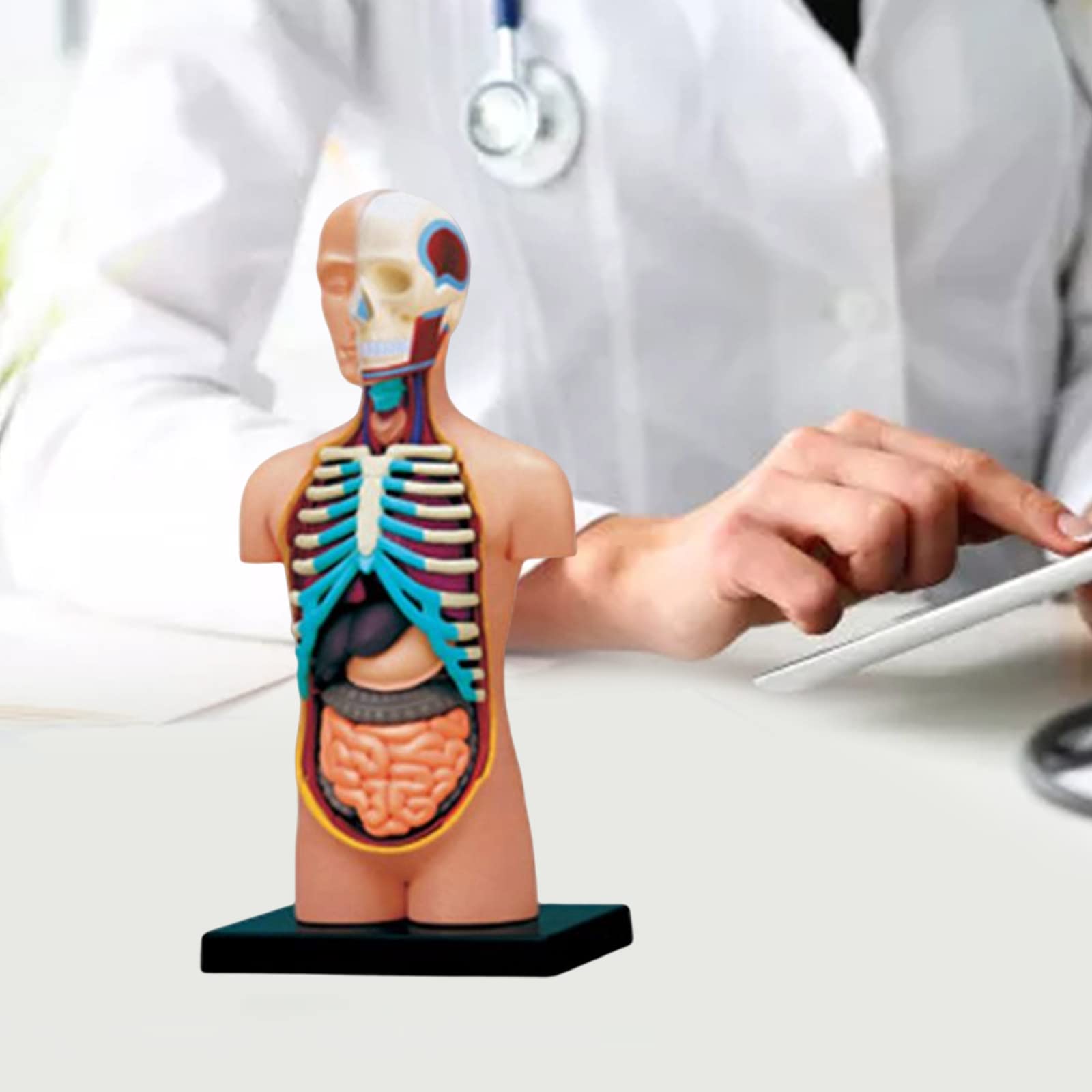 Modello di anatomia umana del busto con organi umani rimovibili Modello del corpo umano Scienza Forniture scolastiche per bambini Studenti Modello anatomico del busto umano