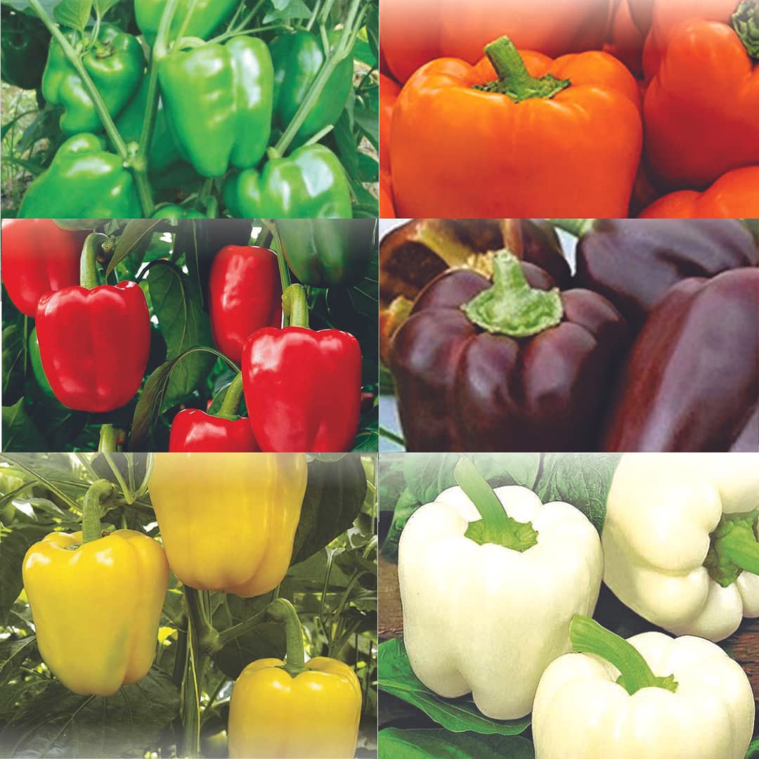 ™AQW-Combo Capsicum Green, Red, Yellow, Orange, Brown and White-100 SEEDS-CPS-342 (B0CJG21R5W) Amazon Price History, Amazon Price Tracker