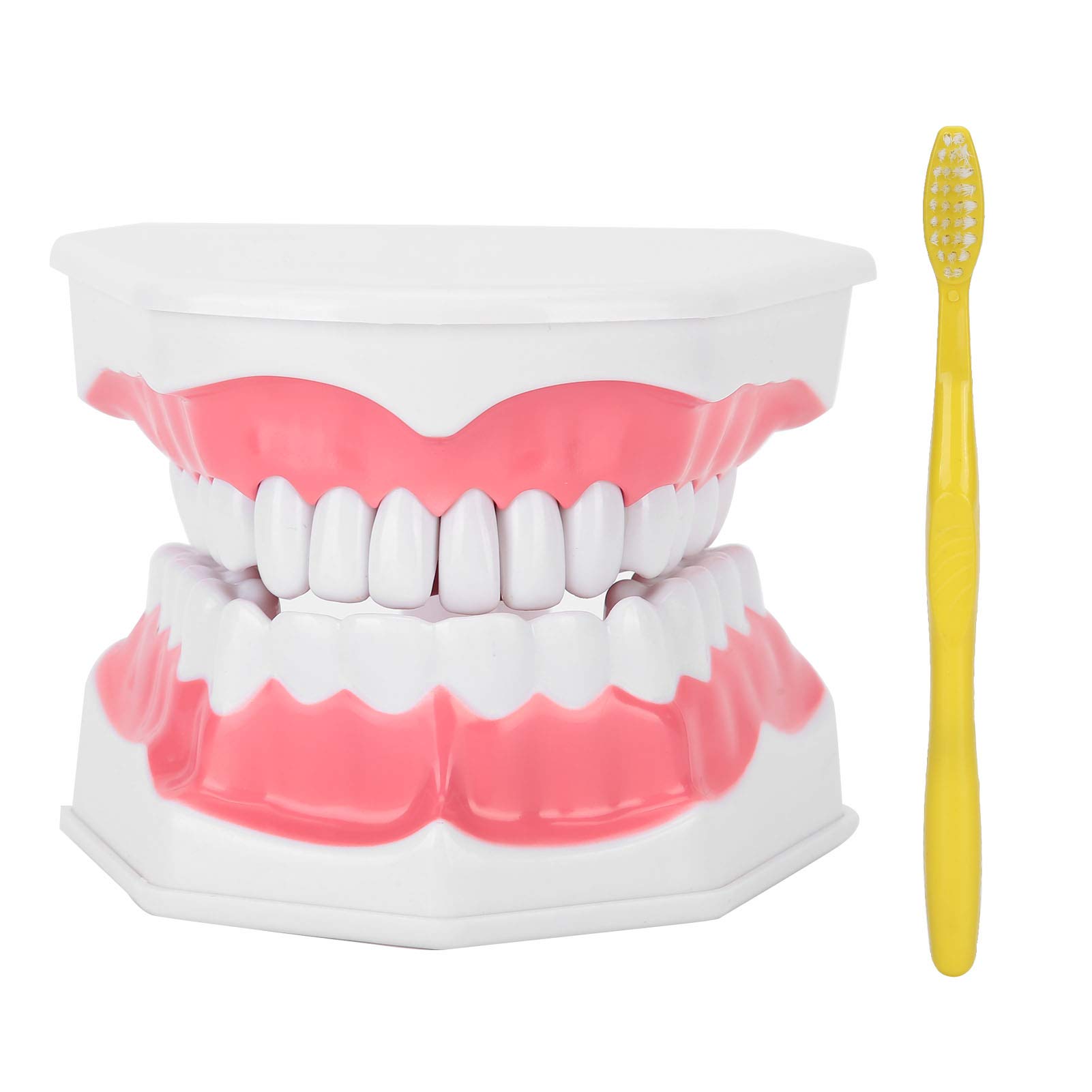 Modello di denti dentali, modello di denti dimostrativi standard, modello dimostrativo di insegnamento della cura dentale di ingrandimento 2X per adulti, con spazzola