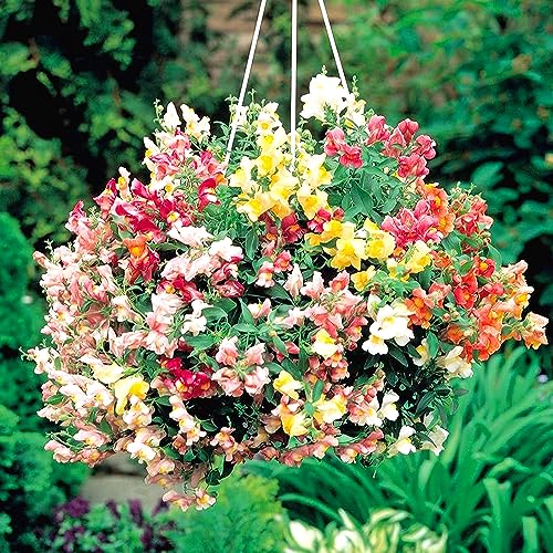 100 X Mixed Dwarf Snapdragon Seeds for Planting Outdoor Grow Flowers in Pots Basket Gardens Colorful Flowers Seeds